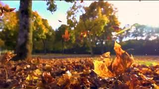 Футаж. Осенний листопад Autumn leaf fall background