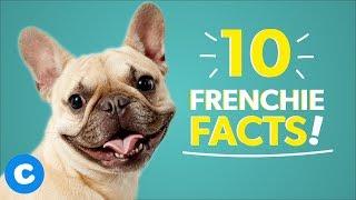 French Bulldog 101: 10 Facts about Frenchies | Chewy