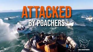 FULL VIDEO - SEA SHEPHERD ATTACKED BY POACHERS Jan 31, 2019