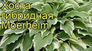 Хоста гибридная Моерхайем. Краткий обзор, описание характеристик, где купить саженцы hosta Moerheim