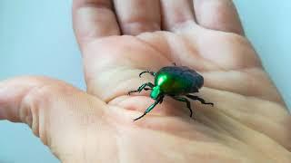 Большой зеленый жук Бронзовка /Big green beetle