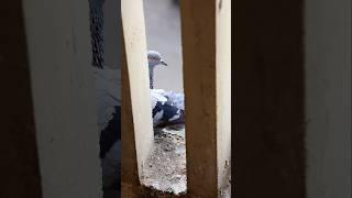 Unbelievable Pigeon Grooming Moment – Never Seen Before!#pigeon #birds #shorts
