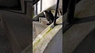 LuCa at the front steps / LuCa draußen auf der Treppe