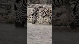 "\Zebra Stampede: Watch This Herd's Heart-Pounding Escape from a Waterhole!"\ #wildlife