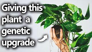 Giving your house plants genetically enhanced super powers