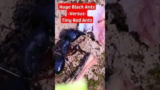 HUGE BLACK Ants VERSUS Tiny RED ANTS