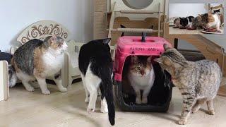 The reaction of our cats to the new rescued cat. 'Adorable Paws' temporary cat shelter.