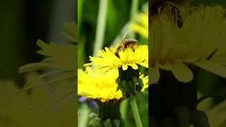#foryou #foryoupage #spring #flowers #naturephotography  #naturevideo