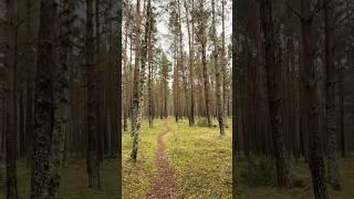 Palanga.Lithuania #travel #lifestyle #palanga #lithuania #gradiau #gradiali #градиали