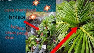 Cara  cepat membuat bonsai kelapa pecah daun