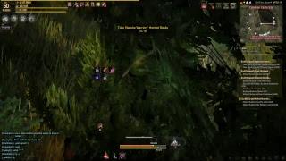 Live Bdo Ninja gameplay