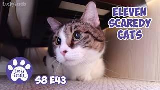 Eleven Scaredy Cats - Lucky Ferals S8 E43 - Cat Vlog With 11 Cats