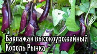 Баклажан высокоурожайный Король Рынка