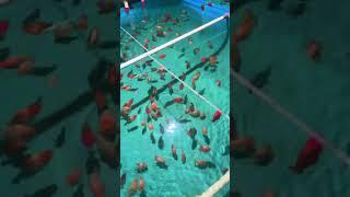 So many Ranchu goldfish! So many fish! #koi #goldfish #freshwater  #fish  #doitsu #fishtank