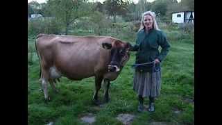 Milking a cow by hand