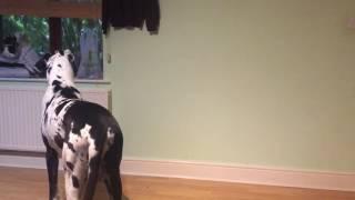 Angry Harlequin Greatdane Barking at the Post Man Funny!