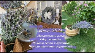 Лавандовый влог: Сбор лаванды, плетём венок и букеты. Начало цветения гортензий, прогулка по саду