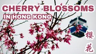 Cherry Blossoms & Cable Cars: A Hidden Gem in Hong Kong | 纜車下的櫻花 | 香港の桜 | 東涌櫻花園