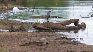 SOUTH AFRICA yellow-billed stork, fish eagle, Kruger n.p. (10 April 2019)