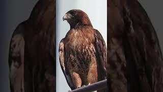 Red tailed hawk scream - filmed by @Pacificnorthwestkate