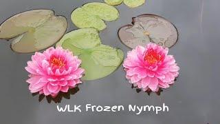 Нимфея WLK Frozen Nymph, выведен в питомнике Waterlilia.ru в 2018г., селекционер Хох Константин