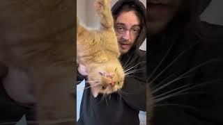 Happy cat dad day