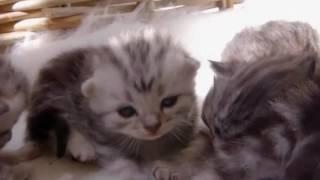 The Secret Life Of Kittens S01E01 HD