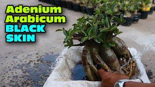 Adenium Arabicum BLACK SKIN, Repotting, Pruning, Root Selection, Change Planting Medium, DESERT ROSE