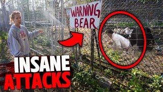 1 Hour of the Most HORRIFYING Deadly Bear Attacks!