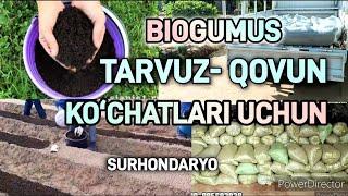 BIOGUMUS TARVUZ- QOVUN KOʻCHATLARI UCHUN/CHUVALCHANG BIZNESI @biogumussurhondaryo8743