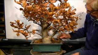 Bonsai (Fagus sylvatica) marcotteren (air layer) (2)