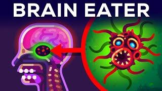 The Most Horrible Parasite: Brain Eating Amoeba