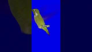 Shock hummingbird fact! flying backwards | hummingbird nectar