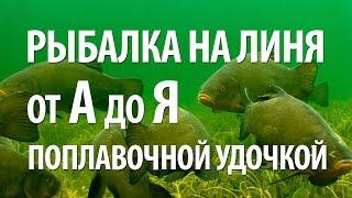 РЫБА ЛИНЬ на ПОПЛАВОЧНУЮ УДОЧКУ - ОСОБЕННОСТИ РЫБАЛКИ на ЛИНЯ