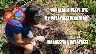 Gardener or The Pests, Who Won? Havesting Potatoes! 