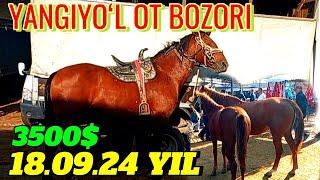 OT BOZORINI ENG ZOʻRLARI YANGIYOʻL OT BOZORI ANCHA ARZON NARXDA 