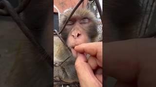 oh no toothbrush Kon nahi karta  #funny #lol #comedy #fun #shorts