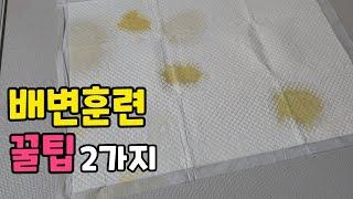 강아지 배변훈련을 더 쉽게 만들어주는 꿀팁 2가지