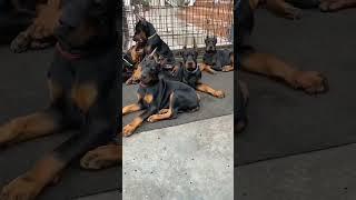 Doberman puppies available mother and father import bloodline puppies available quality speaks