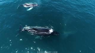 Whale Watching Tour (What to Expect!) | Dana Wharf