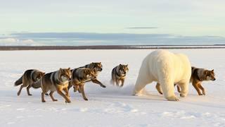 La Vida Salvaje de Alaska: ¡Animales Peligrosos en su Lucha por Sobrevivir! ️ | Documental