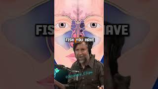 How Your Nose Works: The Science of Nasal Breathing - Joe Rogan & James Nestor #1506