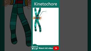 Kinetochore and its function | 1 minute cell biology