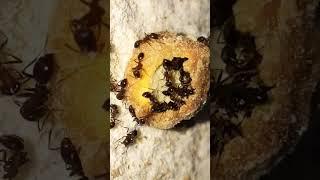 Look how ants love to eat sweets, they got into it.