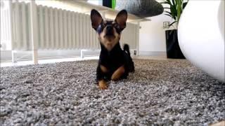 Dog tricks Prague Ratter Flocke Hundetricks best off