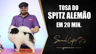 TOSA DO SPITZ ALEMÃO EM 20 MIN.  - SAMUEL CASTRO