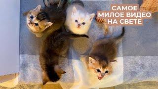 Наши британские котята с рождения до года | British gold shinshilla kittens