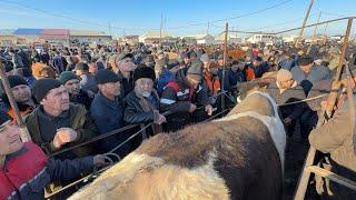 УРГАНЧ МОЛ БОЗОРИ  ХАЛИ БУНАКА САВДО БУ́ЛМАГАН БОЗОР ТУ́ЛДИ ГИГАНТ БУКАЛАР !!! ХОРАЗМ БОЗОР