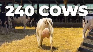 12,000 LITERS OF MILK PER LACTATION WITHOUT CORN SILAGE IN ITALY 