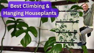 7 Best Climbing & Hanging Indoor Plants - Fast Growing, Low Light Houseplants